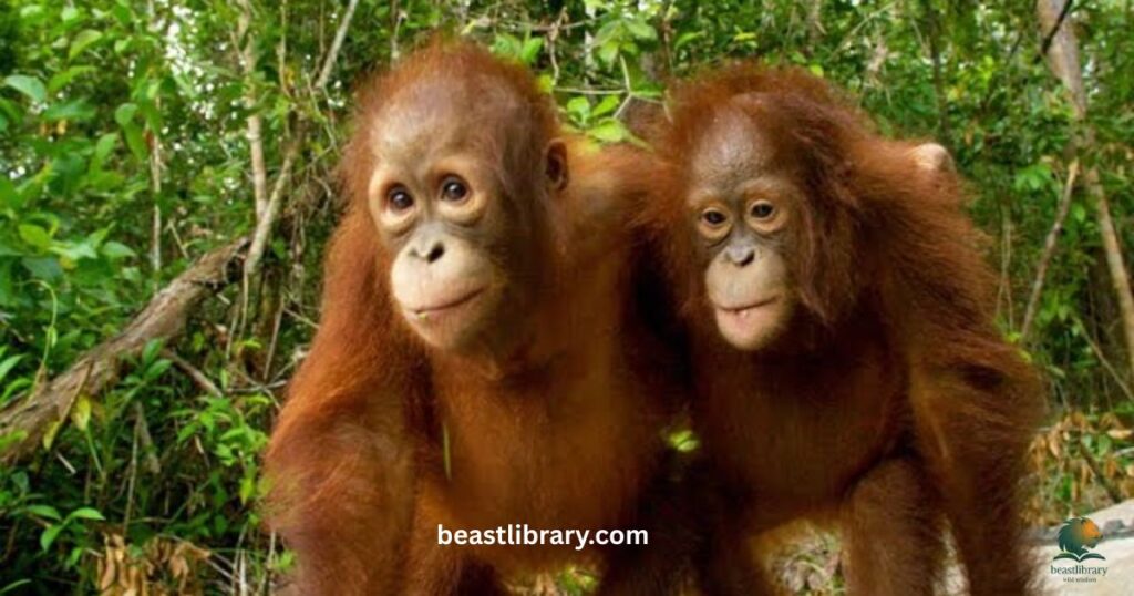 Orangutan
