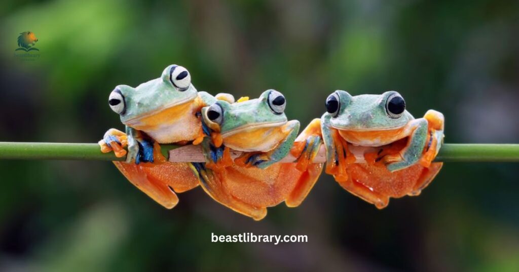 Frog - animals with no tails