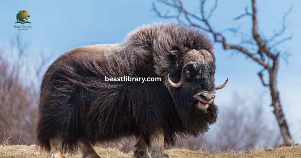 Musk Ox