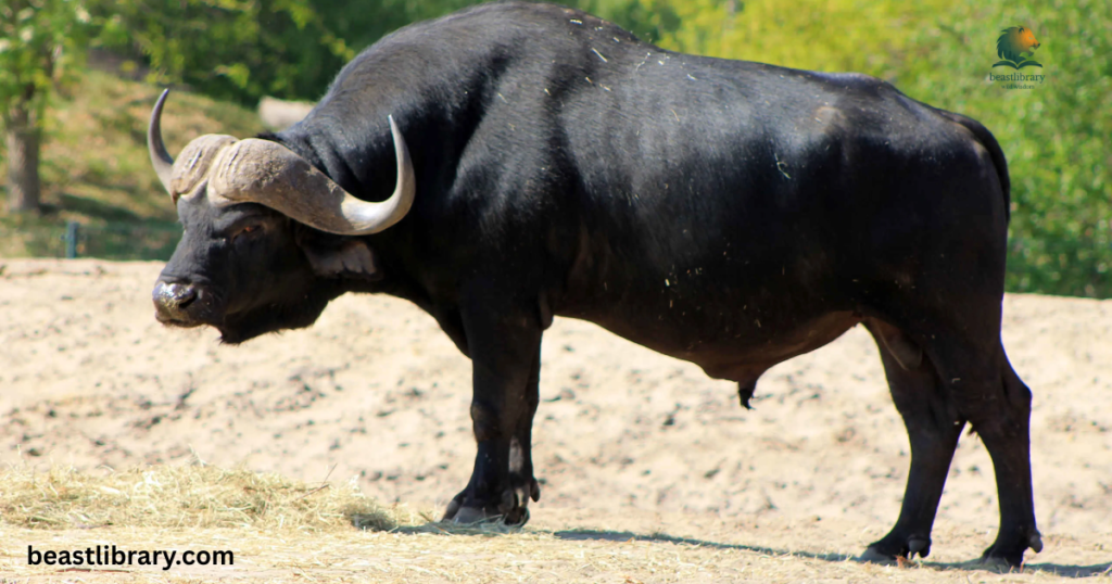 African Buffalo horned savannah animal 