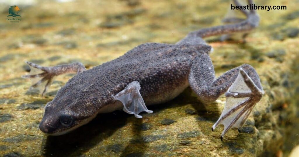 African Clawed Frog webbed feet aquatic creature