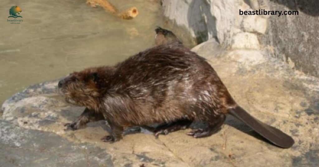  American Beaver  webbed feet animal
