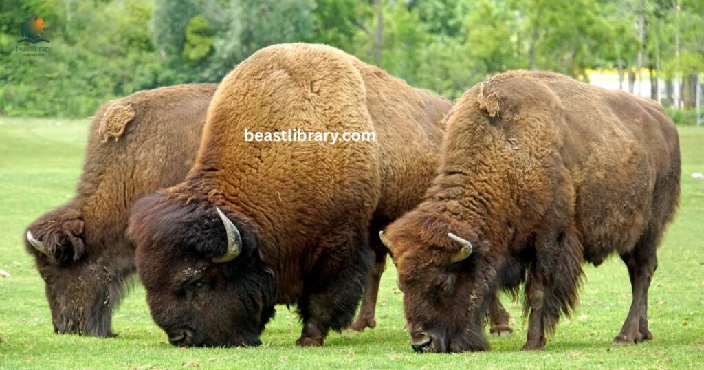 American Bison