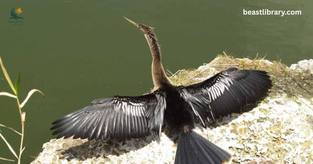 Anhinga- long neck bird