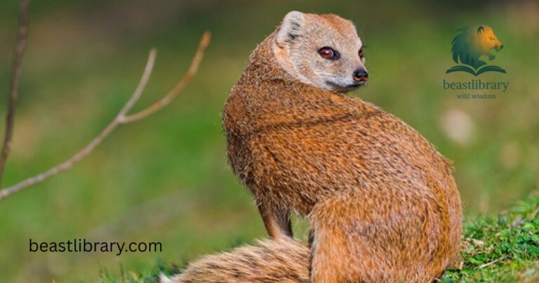 Animals Like Mongoose