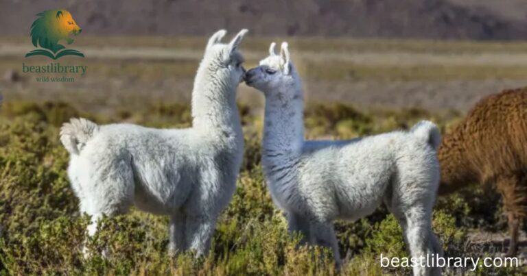 Animals With Long Neck