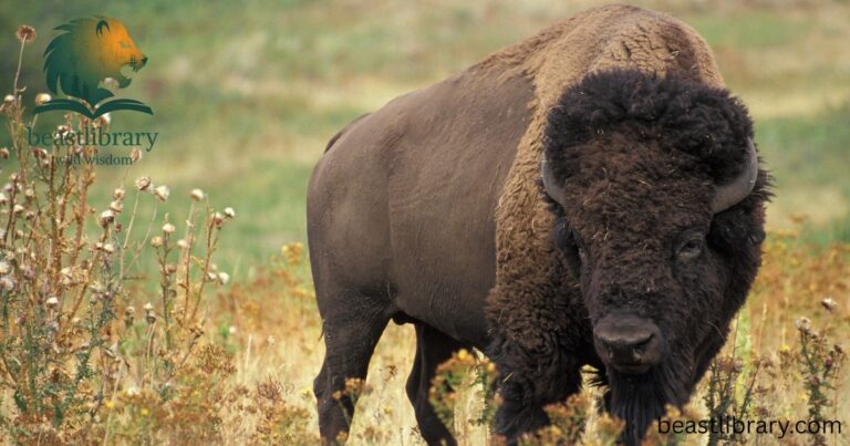 Animals that live in prairies