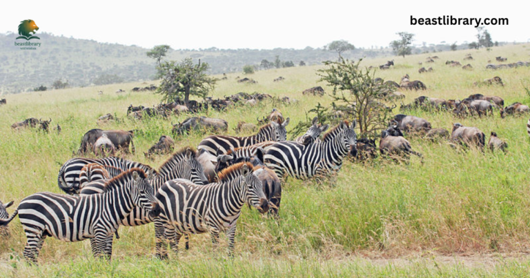 Animals that live in savannas