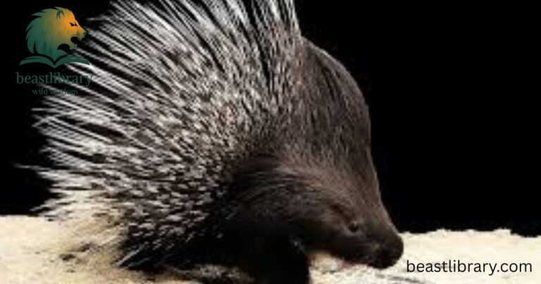Animas with Quills