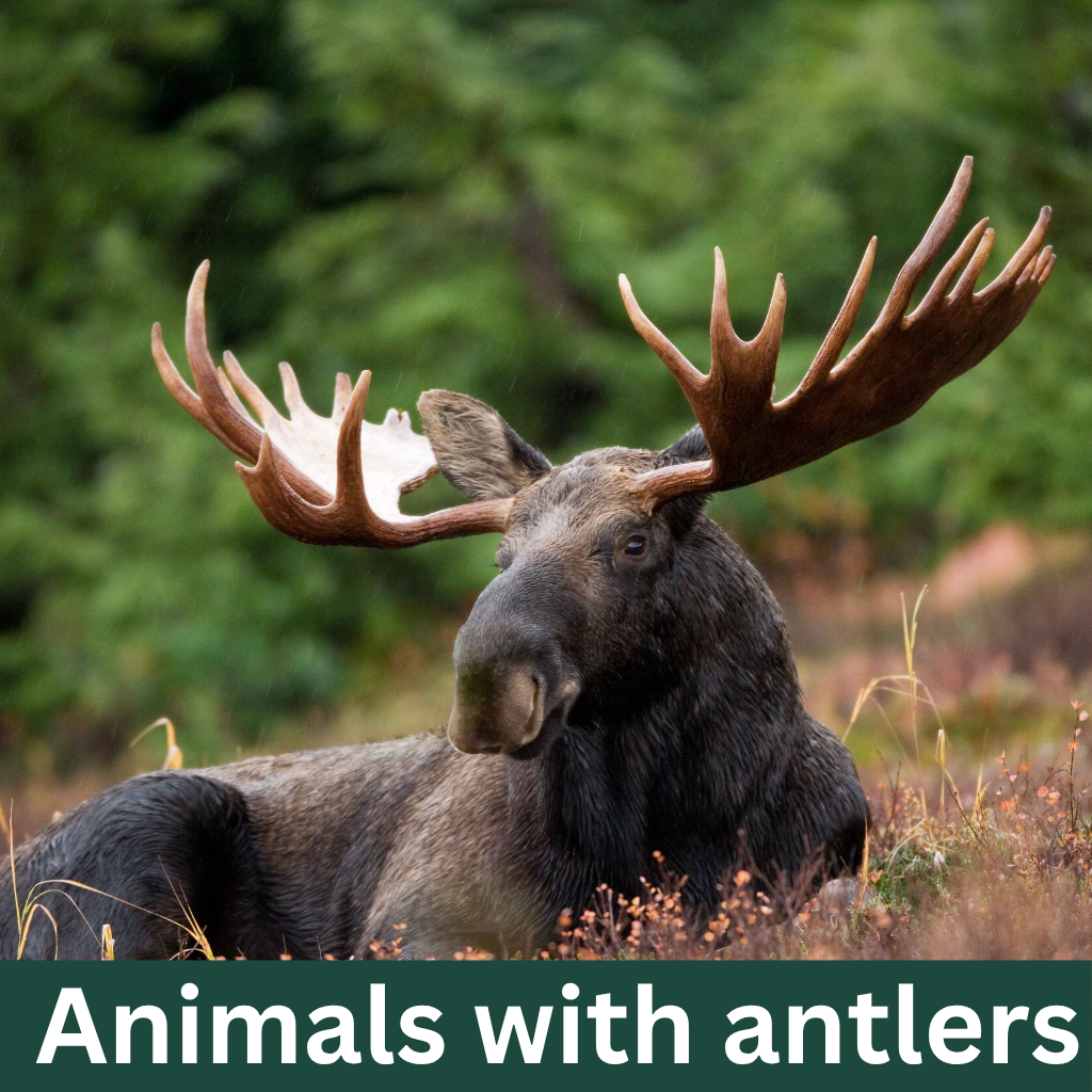 Animals with antlers