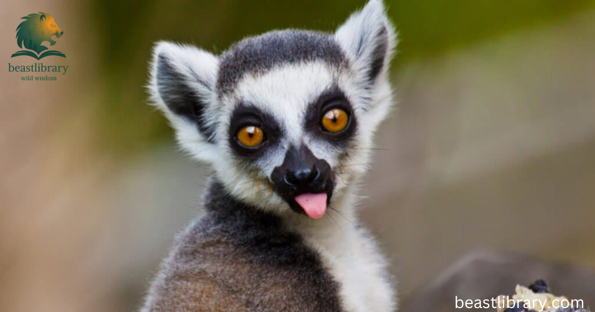 Animals with big eyes