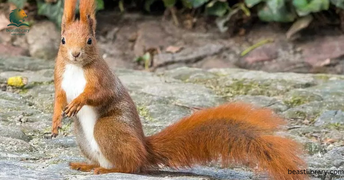 Animals with bushy tails