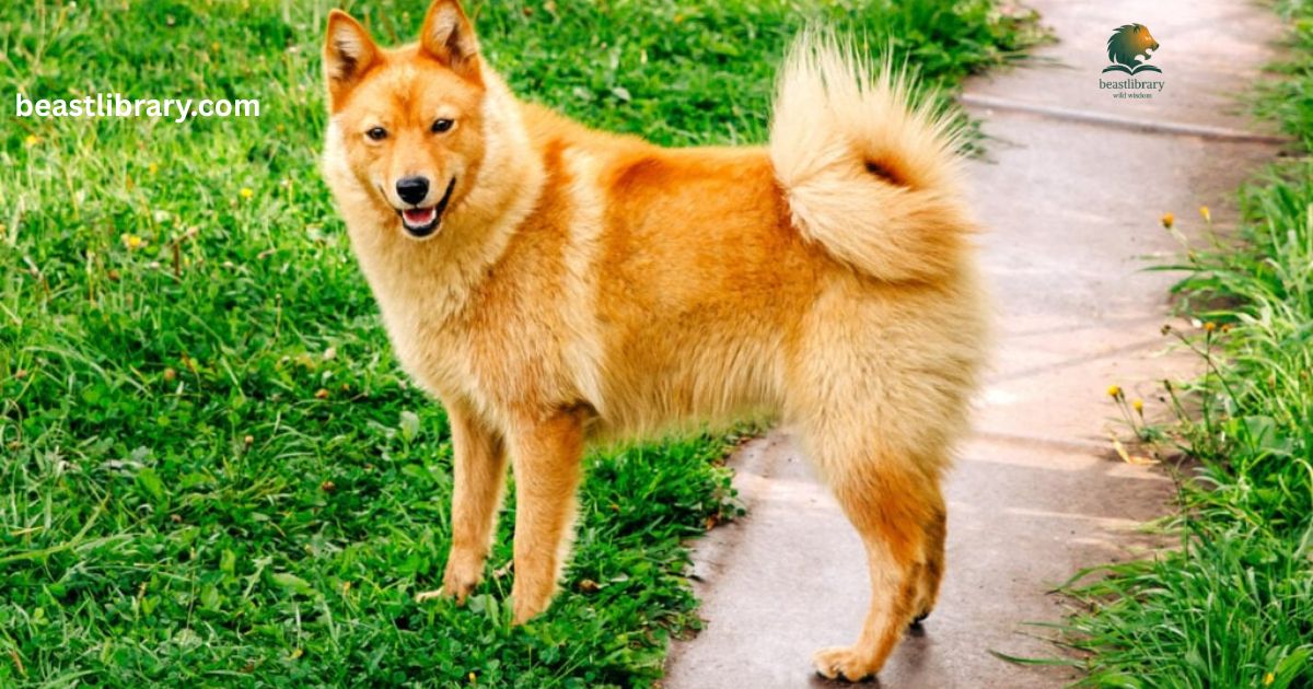 Animals with curled tails