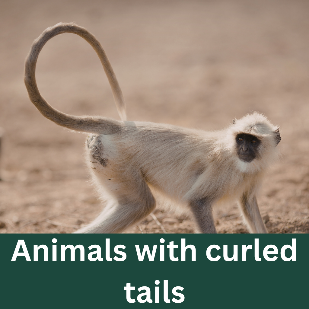 Animals with curled tails