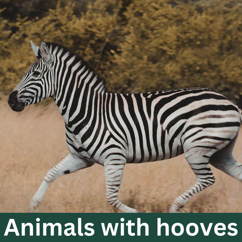 Animals with hooves