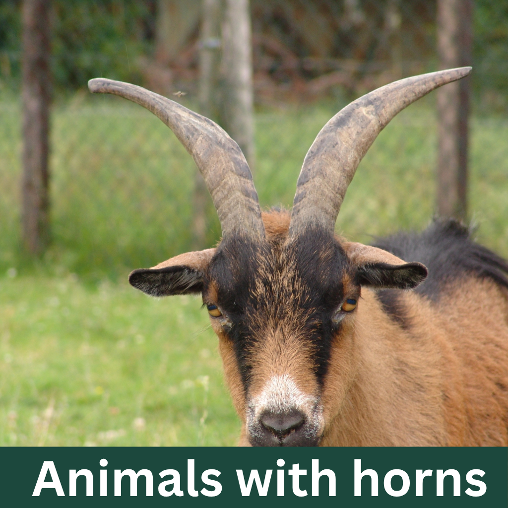 Animals with horns