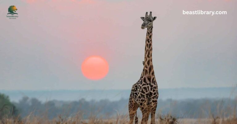 Animals with long Neck
