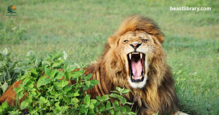 Animals with Sharp Teeth