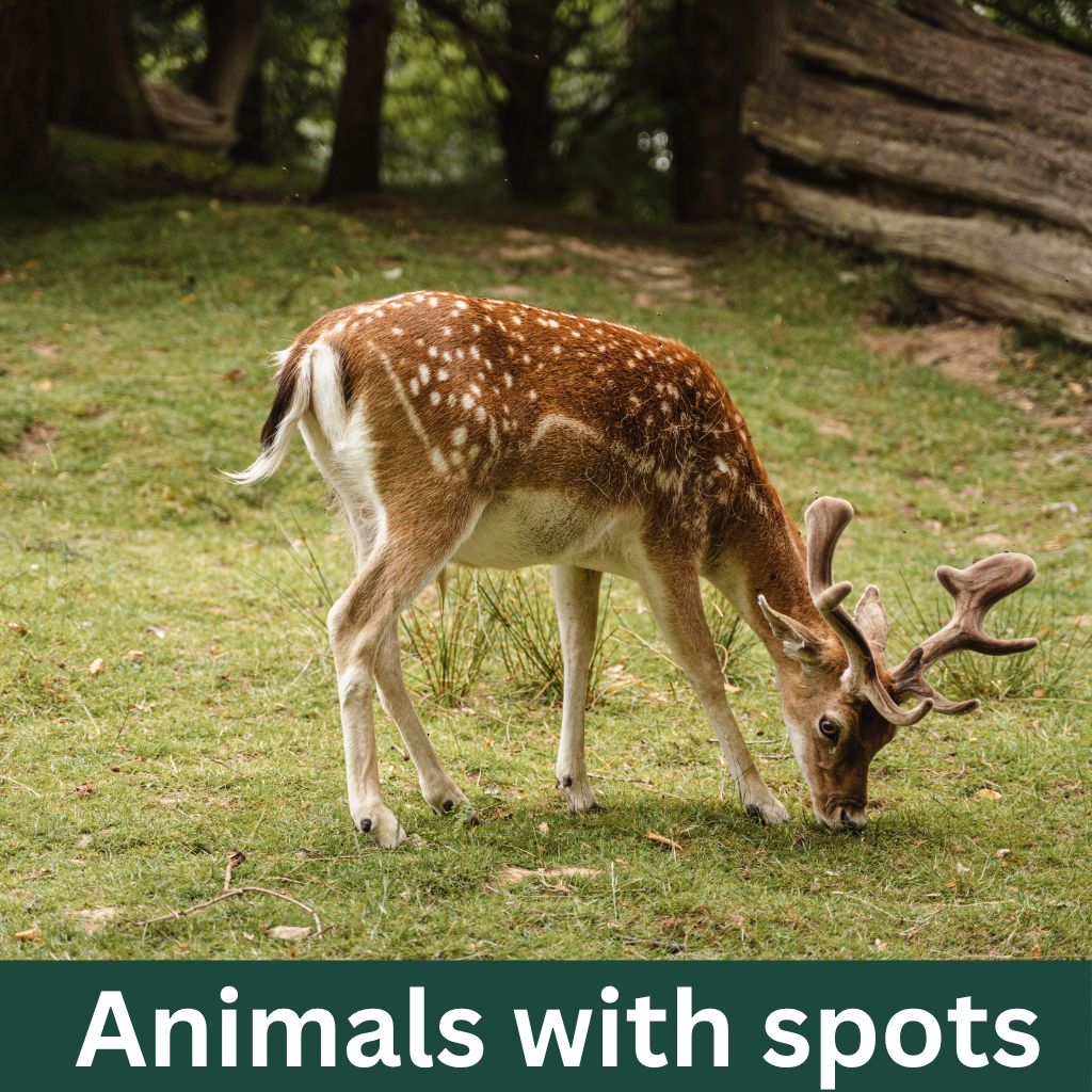Animals with spots