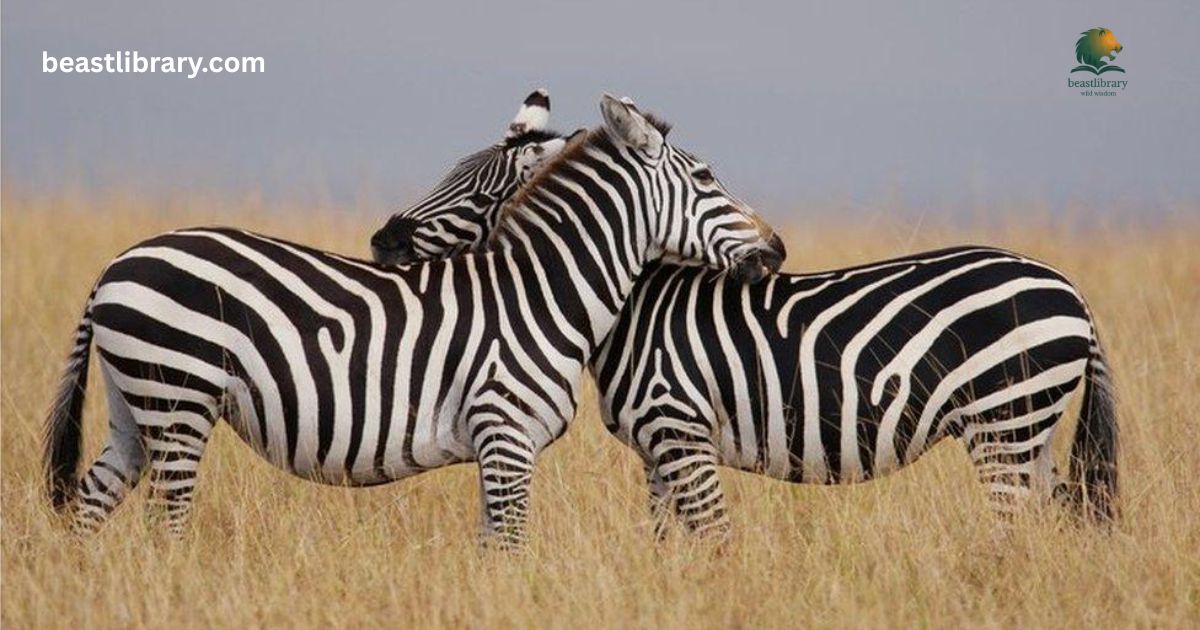 Animals with Stripes