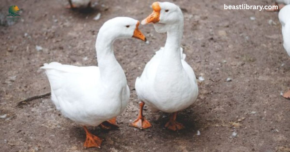 Animals with webbed feet