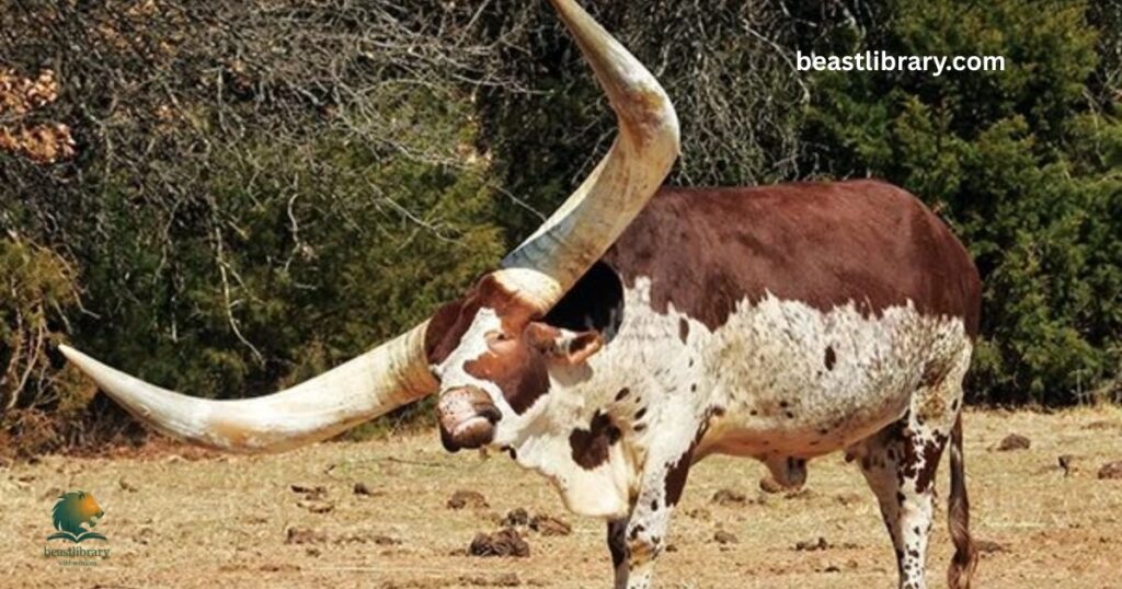 Ankole-Watusi