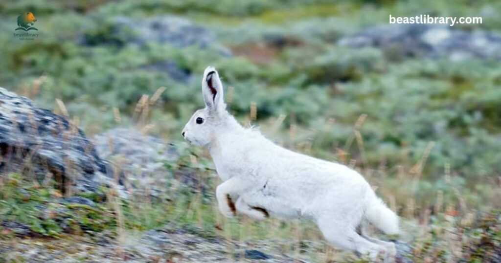 Arctic hare live- Animal with thick fur
