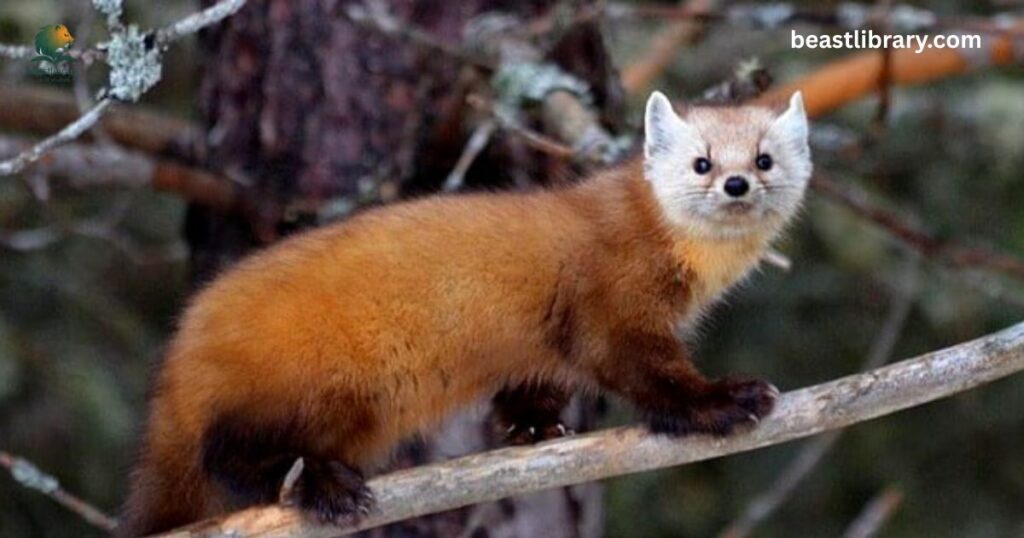 Marten- animals like meerkats