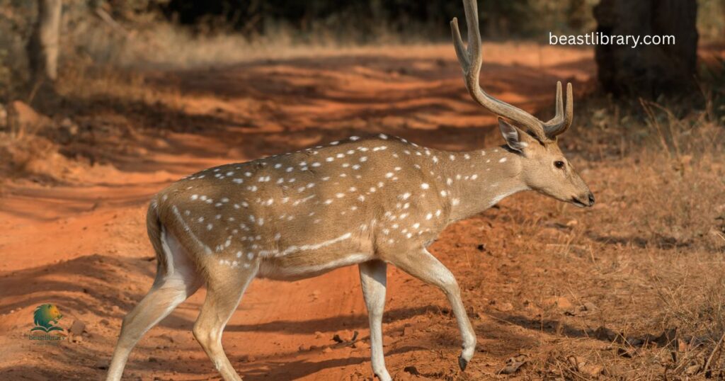 Axis Deer / Chital