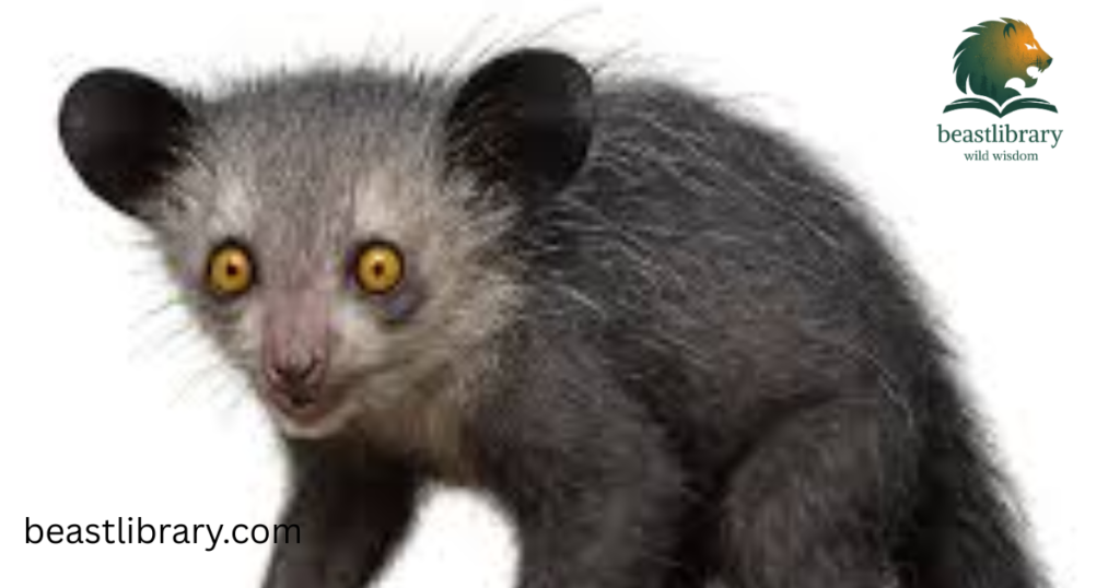 Aye-Aye