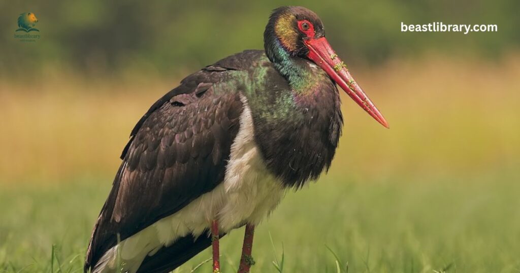 Black storks long neck animal