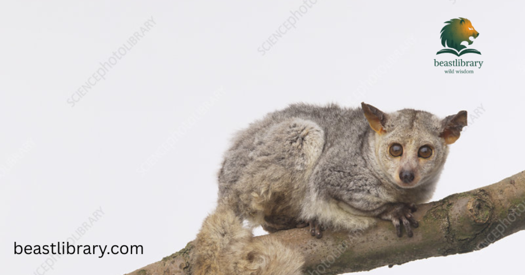  Bushbaby