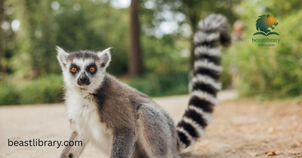 Lemur