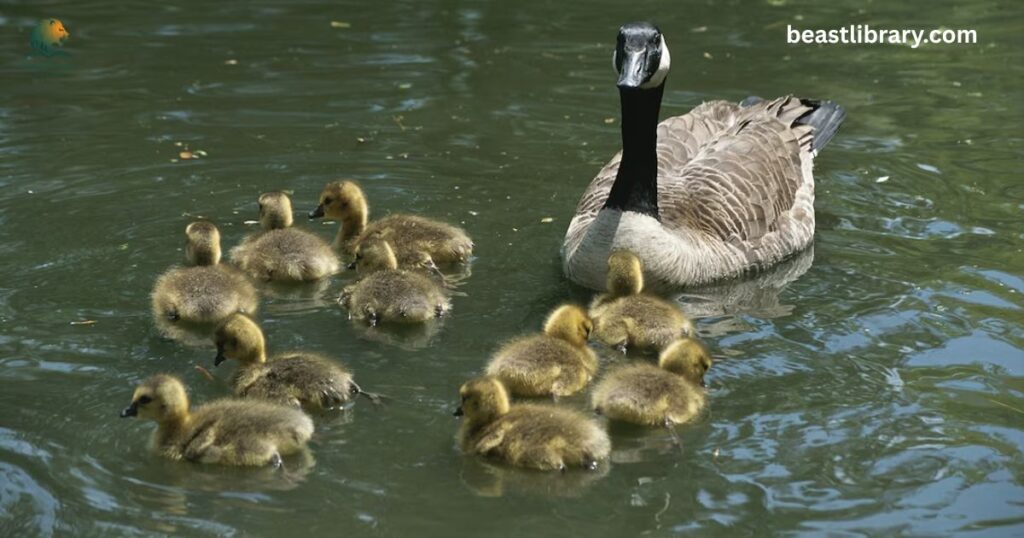  Canadian Goose webbed feet giant water bird 