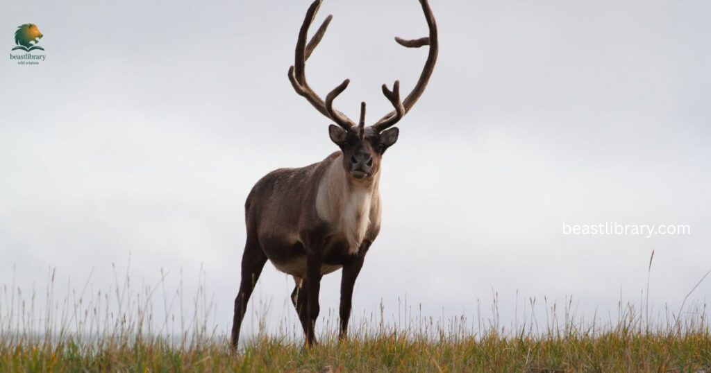 Caribou / Reindeer- Animals with antlers