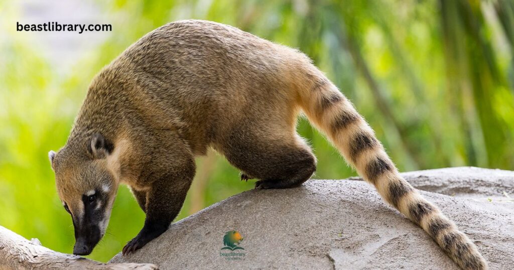  Coati curled tail mammal