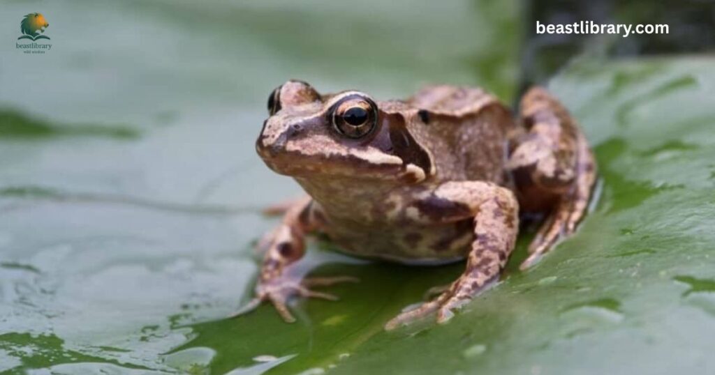 Common Frog webbed feet aquatic animal