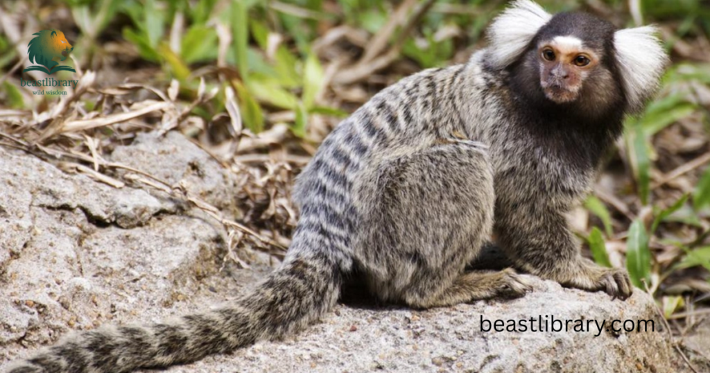 Common Marmoset