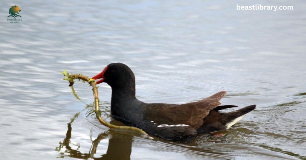 Common Moorhen Bird - Animals with webbed Feet