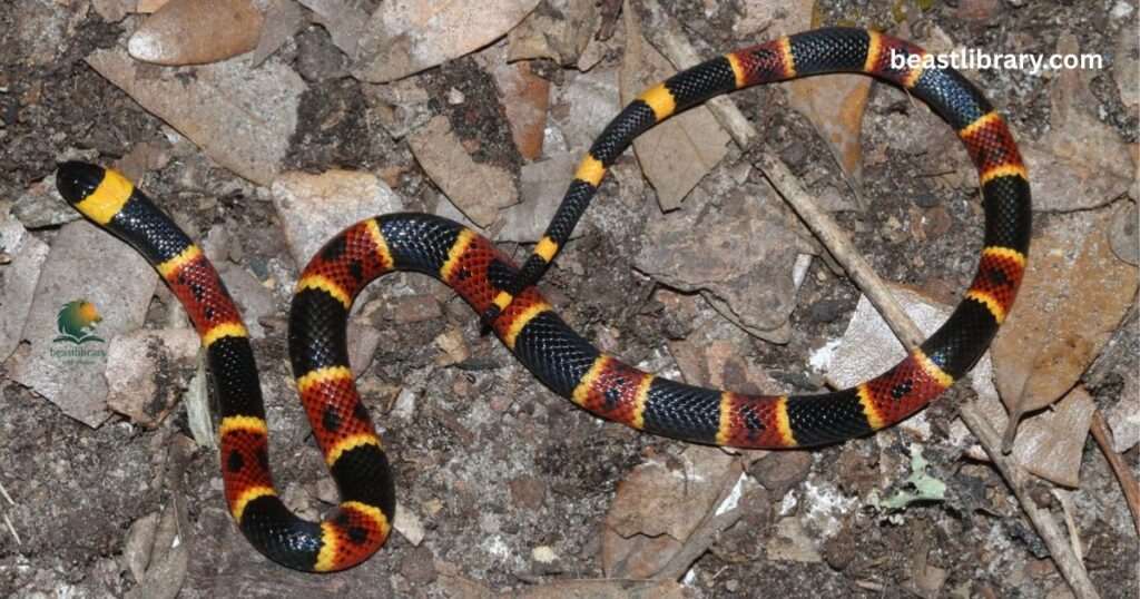 Coral Snake striped animal have toxin