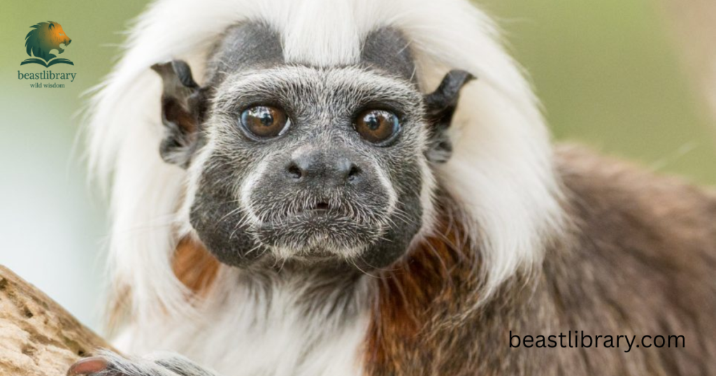Cotton‑Top Tamarin