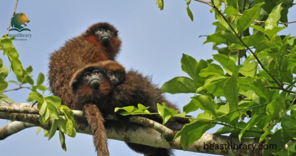 Dusky Titi
