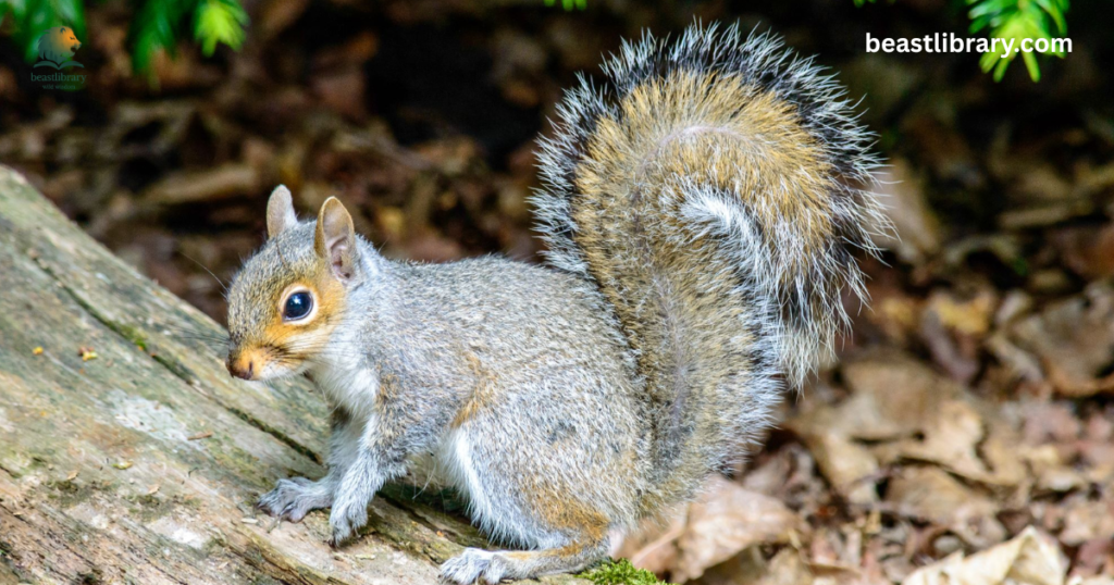 Gray Squirrel