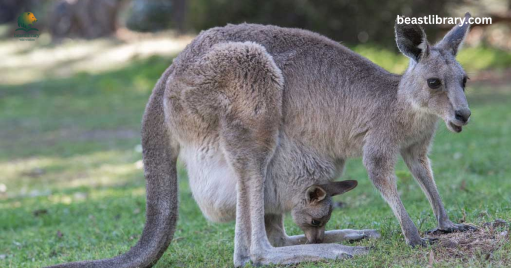Eastern Gray Kangaroo
