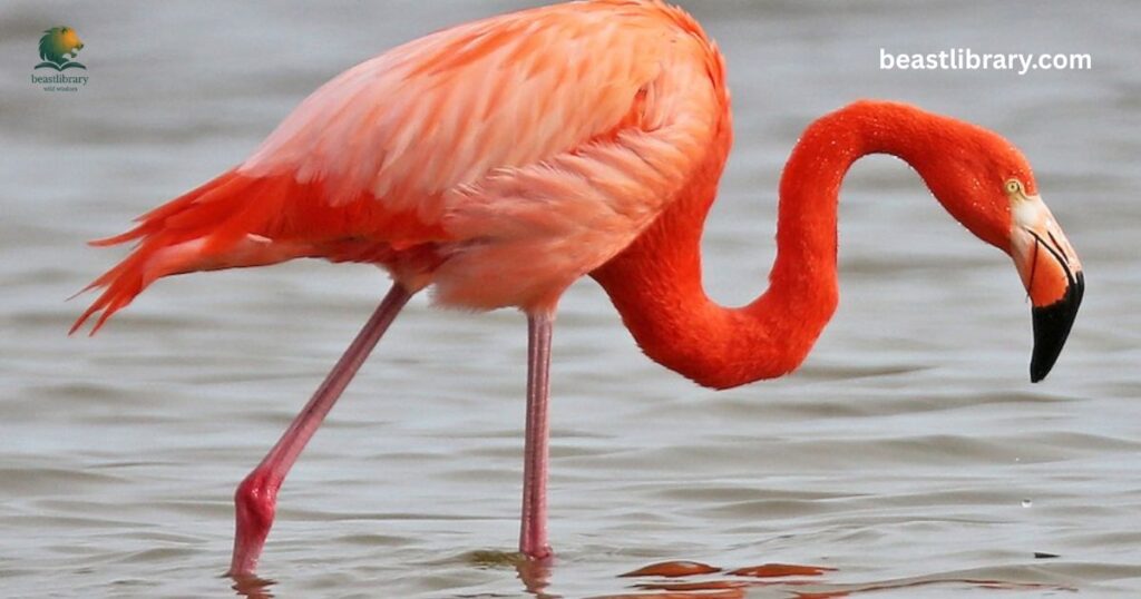 Flamingo long neck