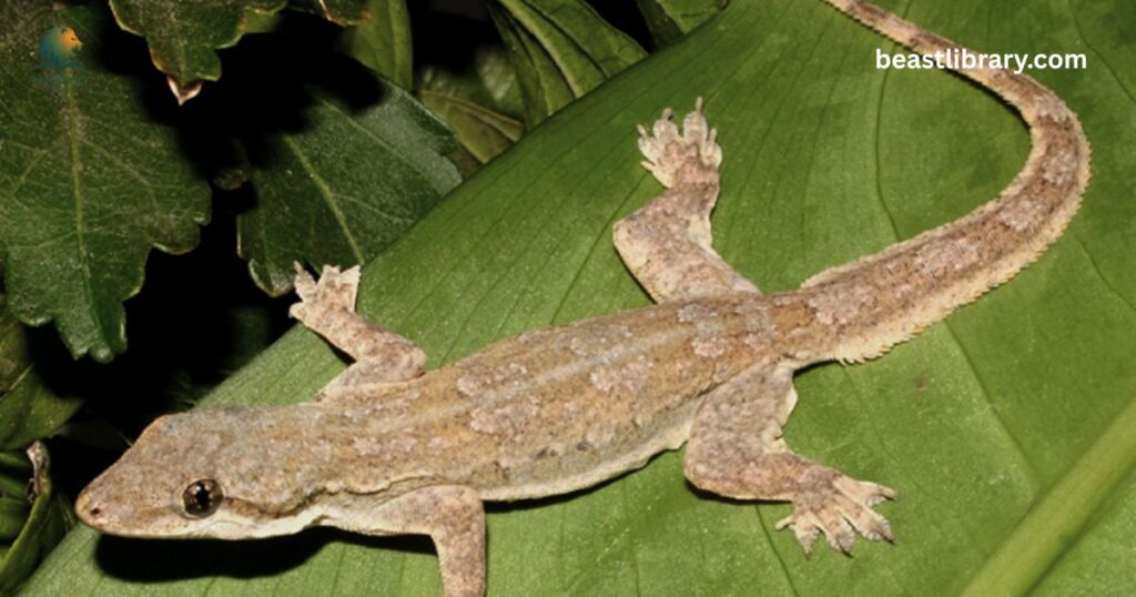 Flat-Tailed Gecko