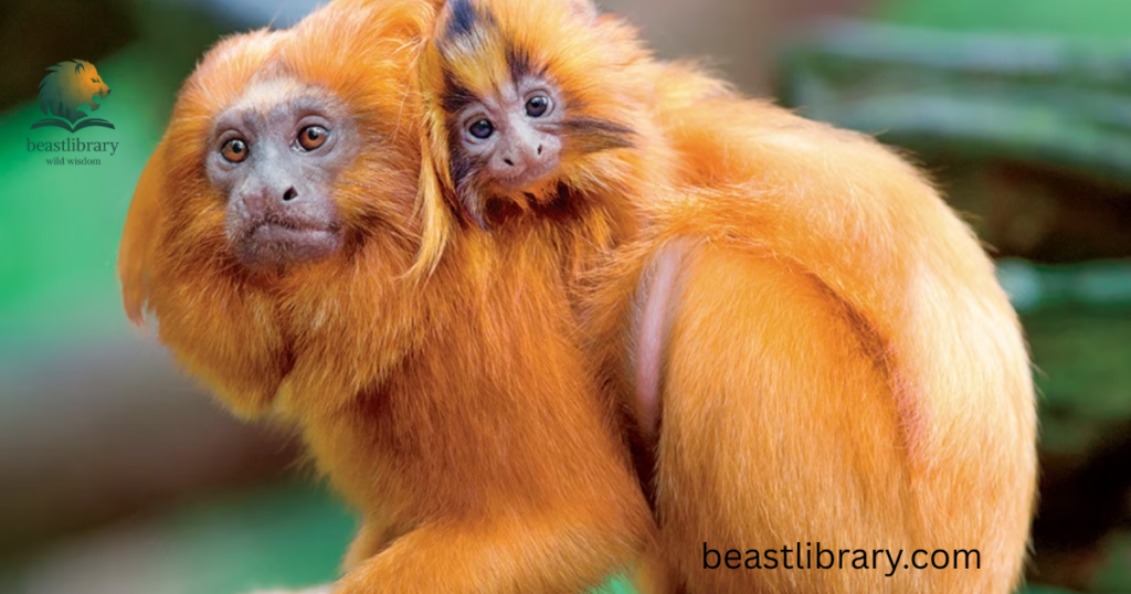 Golden Lion Tamarin