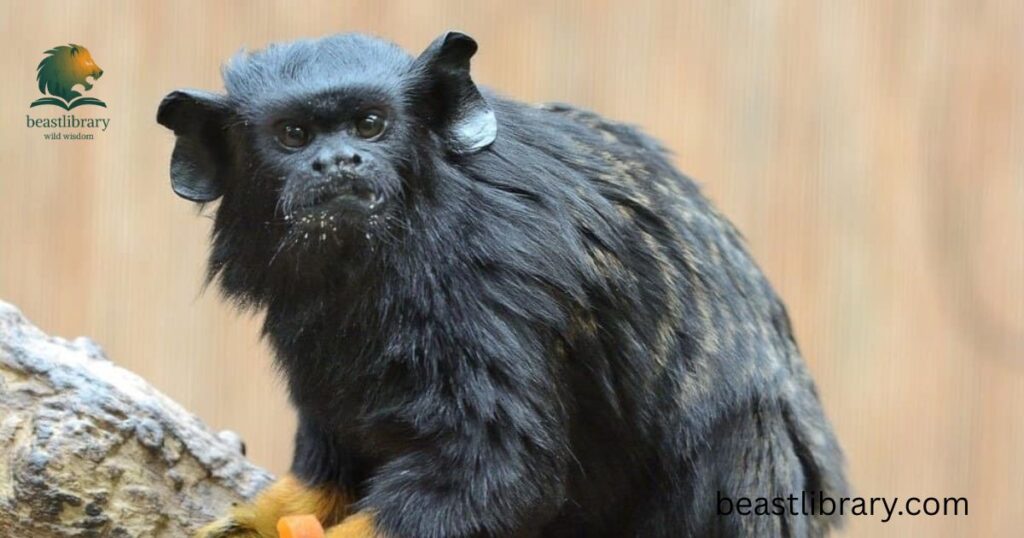 Graells’s Tamarin