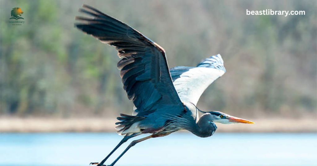 Great Blue Heron animal with long neck