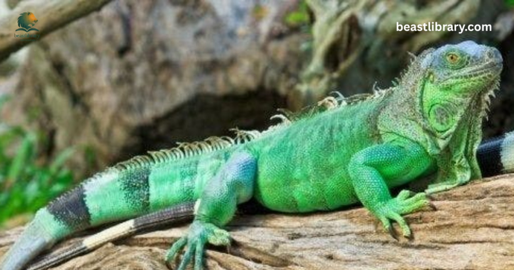 Green Iguana